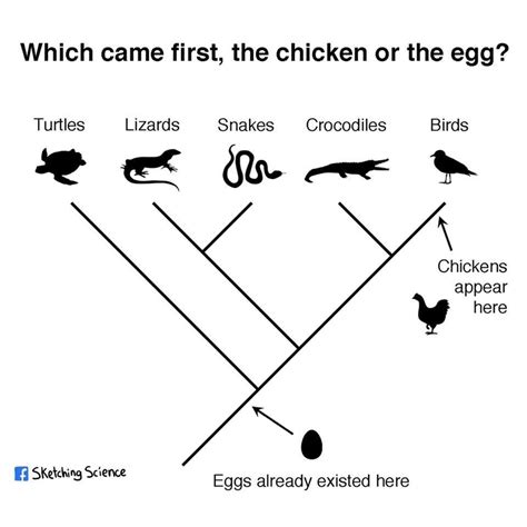 4th grade Worksheets; 5. . Read theory answers grade 7 chicken egg or genes
